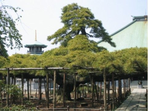 施設の近くにある、天然記念物の松である。歴史を感じさせる場所がところどころにあるので、お散歩の場所には事欠かない。