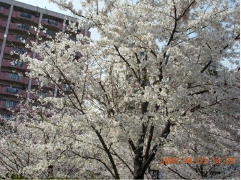 荒川の河川敷に植えられた桜の花が満開に咲いている。施設は住宅街の中にあり、静かで落ち着いた暮らしができる。