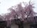 ガーデンプレイス南の里のお花見。敷地内の桜の木。