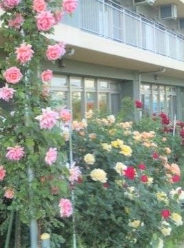 手前にピンク色のつるバラが咲いている。隣には平咲きの黄色、剣咲きの赤、半剣咲のオレンジなど、品種も色とりどりで美しい。