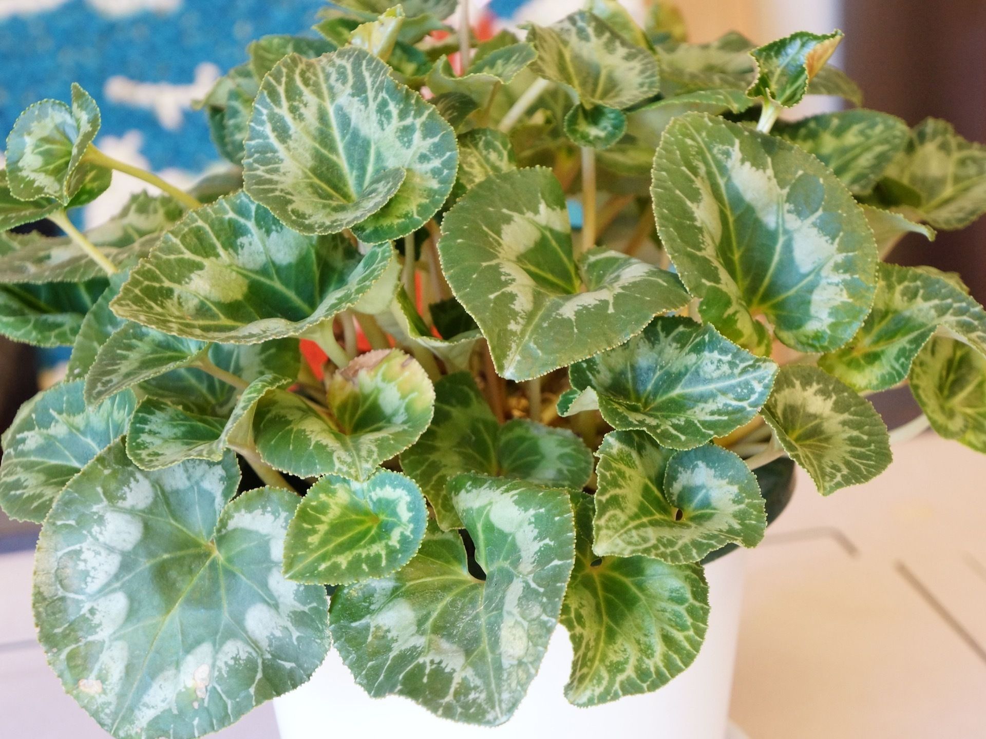 さまざまな共有スペースには観葉植物が置かれている。緑があることで落ち着く。居心地の良い空間になるような工夫がされている。