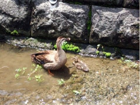 公園内にある池には鴨の親子が飼育されており、子ガモがよちよちと歩きながら母ガモについていく様子に心癒される。