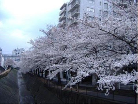 ベストライフ多摩センターの周辺環境。季節を謳歌できる環境がございますので、季節を楽しみながら生活していただけます。