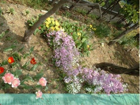 ベストライフたまの花壇。お散歩時に少しでもリラックスしていただけるように、花壇を整備しています。