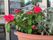 外には大きなサイズの植木鉢が設置されている。紅色の力強い花が咲いた観葉植物が、空間に彩りを与えている。