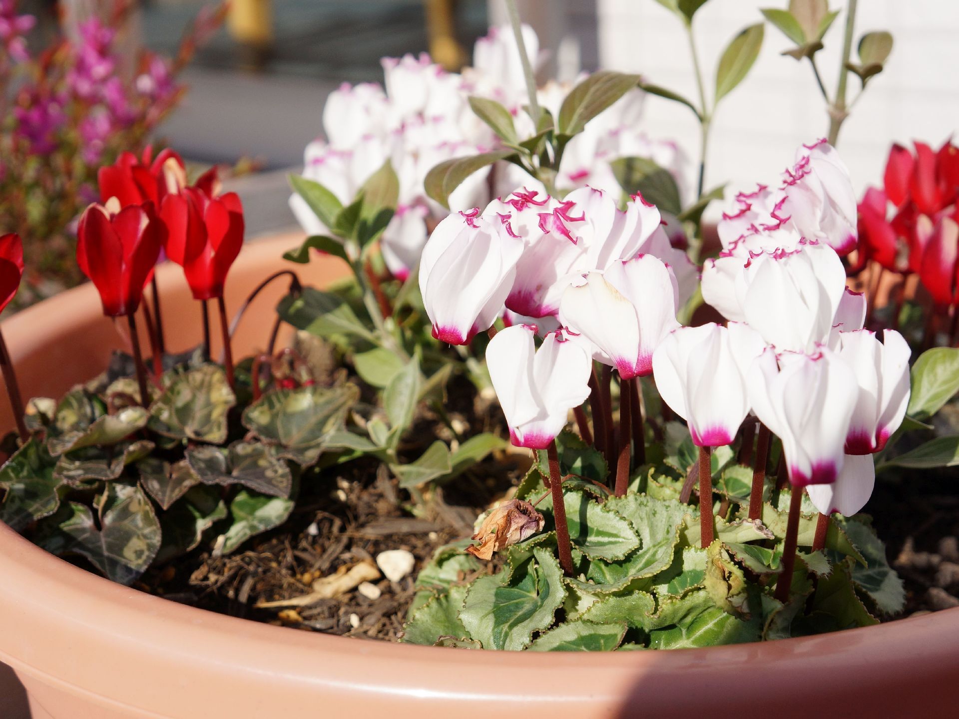 エントランスには陶器のプランターがあり、ホワイトやレッドといった、色とりどりの花々が植えられている。