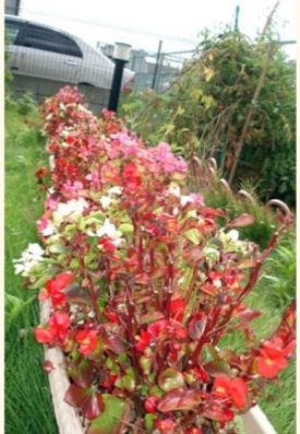 レクリエーション