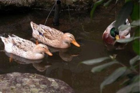 「ベストライフ熱海」の鴨。中庭に池で遊ぶ、鴨の様子が見受けられる。