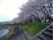 「ベストライフ静岡」の桜並木。春の季節を迎えると、川沿いを流れる脇道が、桜道を作る。