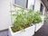 緑豊かな植物スペース
