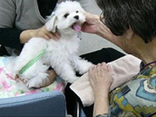 わんわんサロン