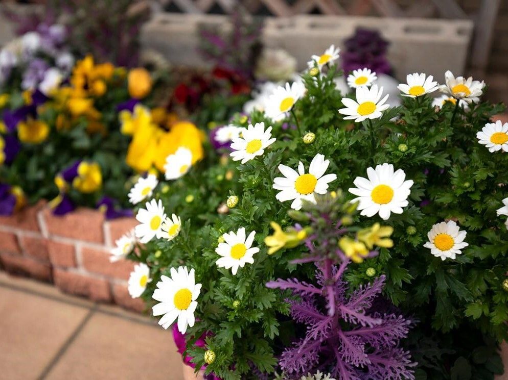 施設内にあるよく手入れされたプランターに植えられた色とりどりの花