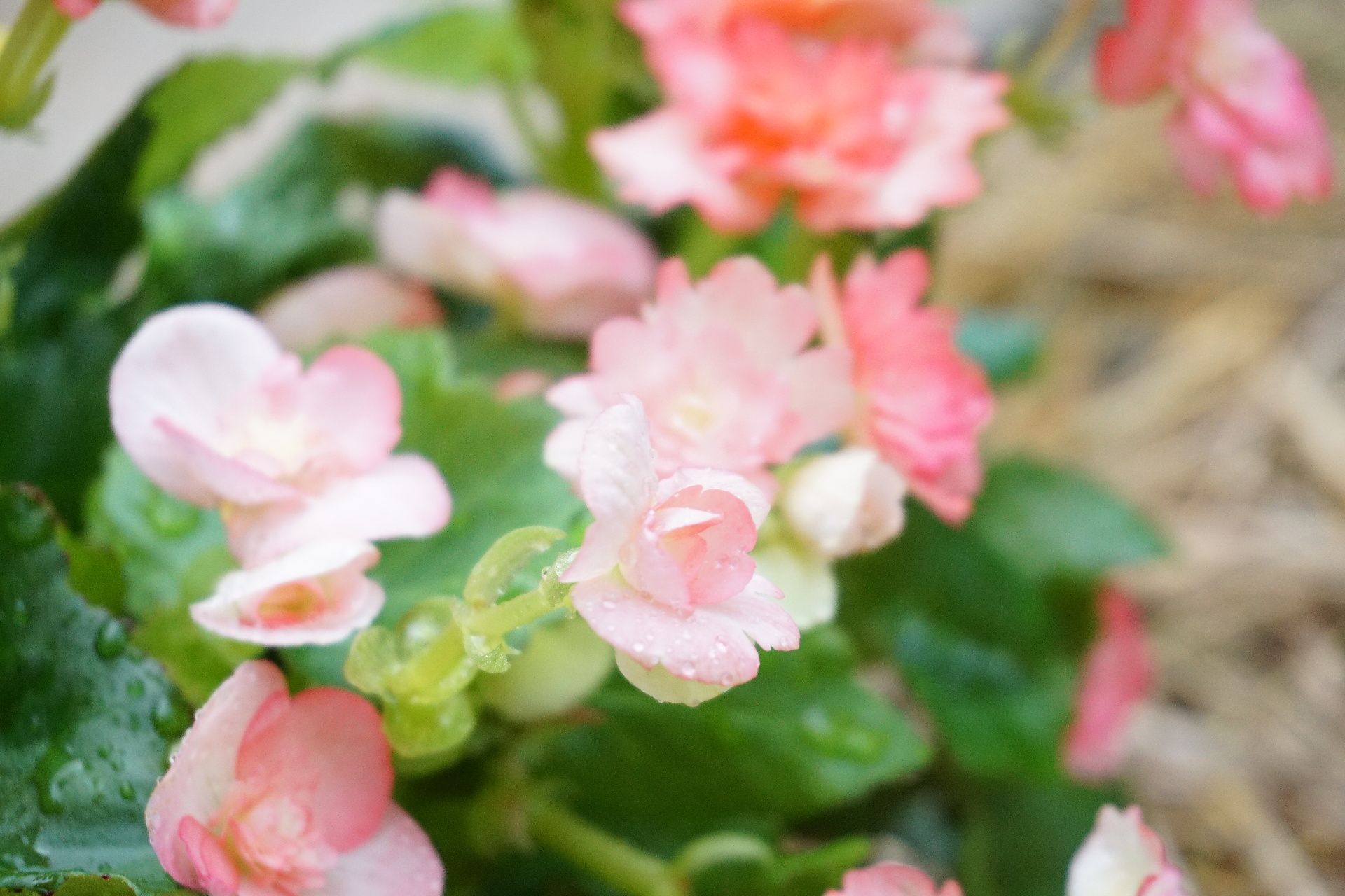 植物や花が多く植えられた中庭