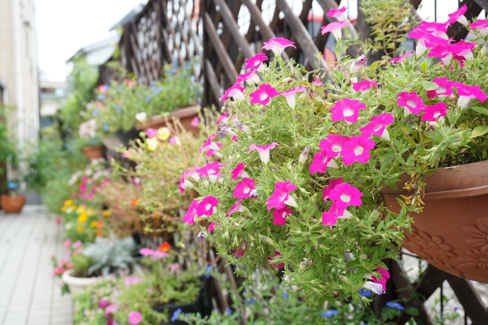 さまざまな花や植物が植えてあり、入居者の心を癒す花