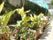花や植物が栽培されている中庭。日当たりが良く、きれいに育っている。希望があれば鉢植えや水やりをすることもできる。
