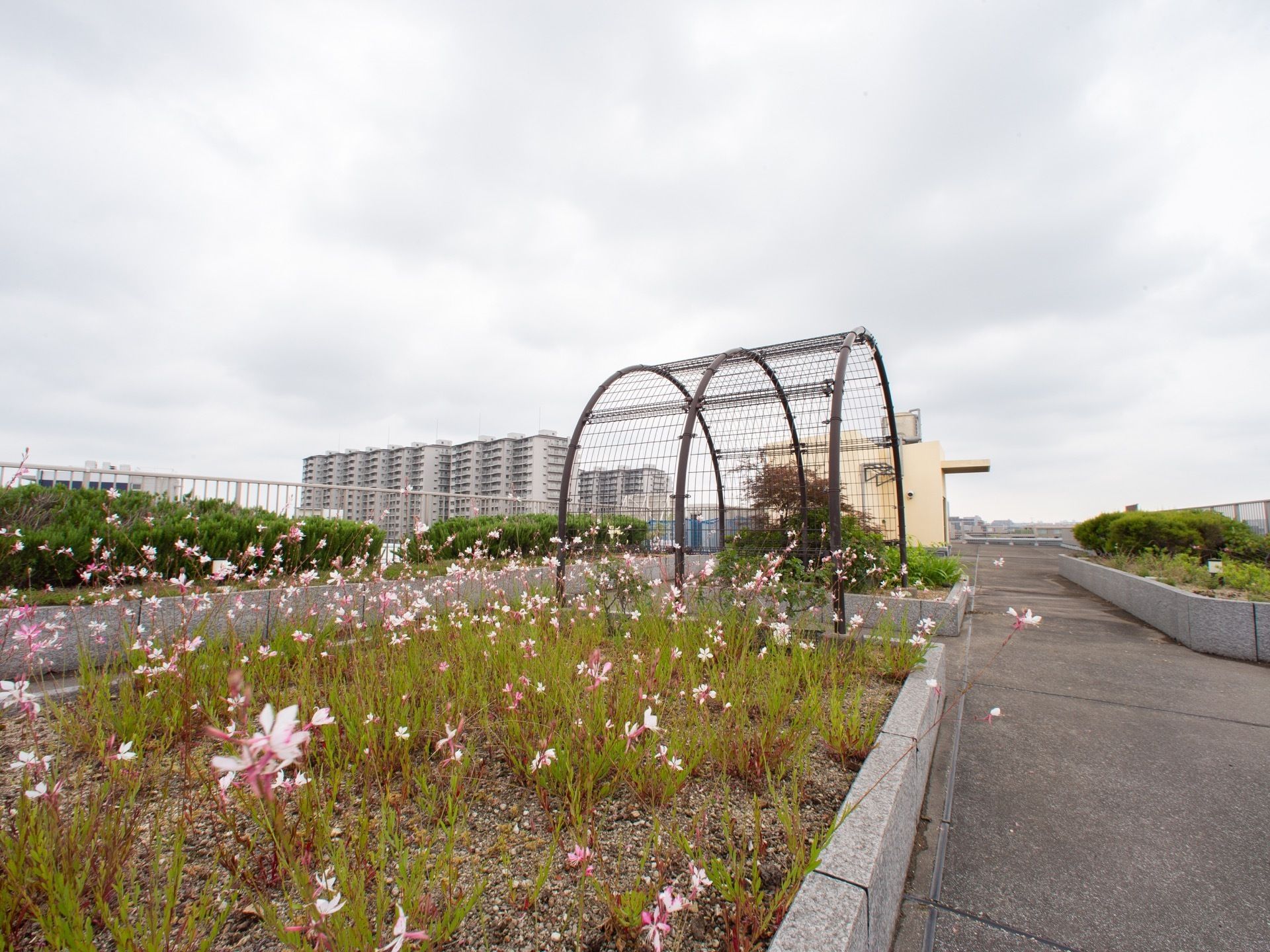 鉄製のアーチがかかった、ピンクの花が咲いた花壇のある屋上
