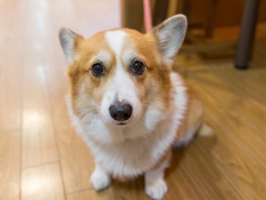 看板犬