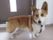 エルム撫川かりん棟の看板犬。皆様と楽しく毎日を過ごす施設の一員です。仲良くしてください。