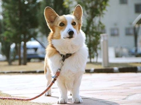 エルム撫川かりん棟の看板犬。皆様と楽しく毎日を過ごす施設の一員です。仲良くしてください。