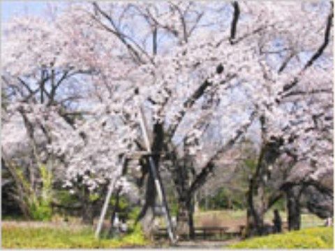 近くにある植物園では、春に満開の桜の花見を楽しむことができる。来訪者様や入居者様同士で散歩するのに最適である。