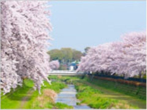 春は満開の桜並木を楽しみながら、気持ちのいい散歩ができる。川もあり、自然を身近に感じることができる。