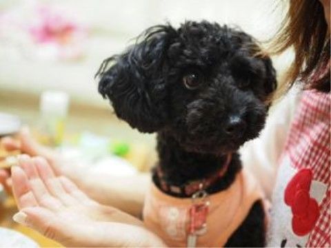 女性の膝の上にのっている小さな黒い犬は、施設専属のセラピー犬