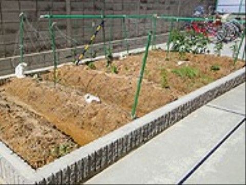 「リボーン尼崎弐番館」の菜園。実が熟した野菜は、お食事の材料となる。