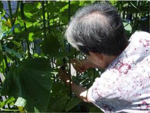 家庭菜園でハサミを使って野菜を収穫している高齢の女性