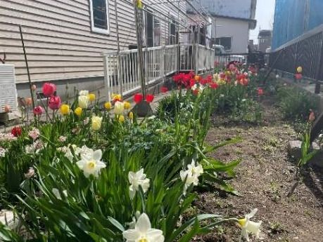 建物が左側にあり、広いスペースにはチューリップ安い線の花がたくさんさいている。