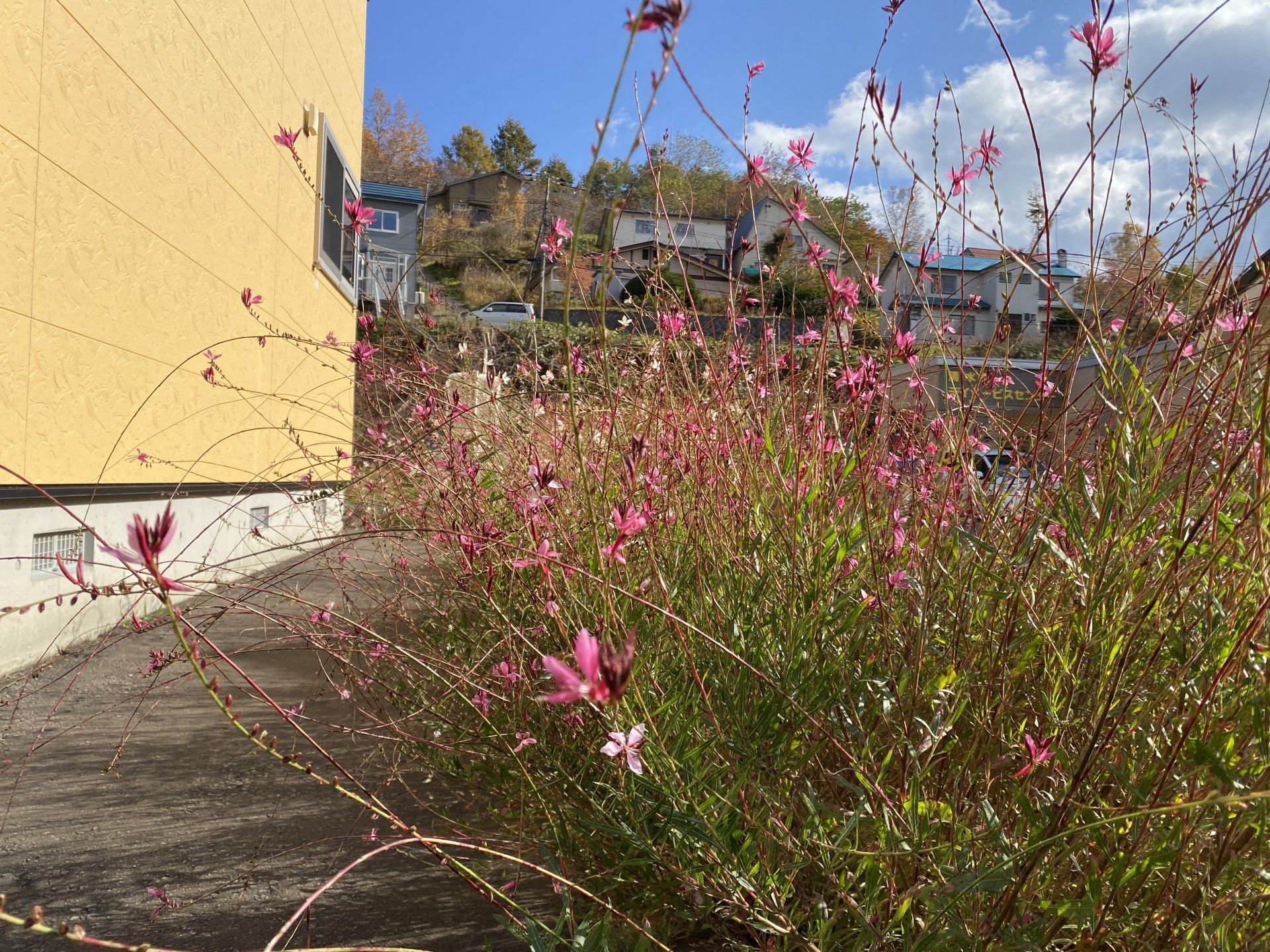 花が咲く施設外観