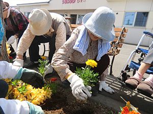 マリーゴールドを楽しそうに植えている女性入居者たち。横にはシルバーカーの女性がいる。