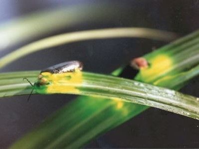 暗闇の中、葉っぱに止まって幻想的な光を発しているホタル