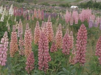 辺り一面満開のルピナスが咲き誇っているお花見スポット