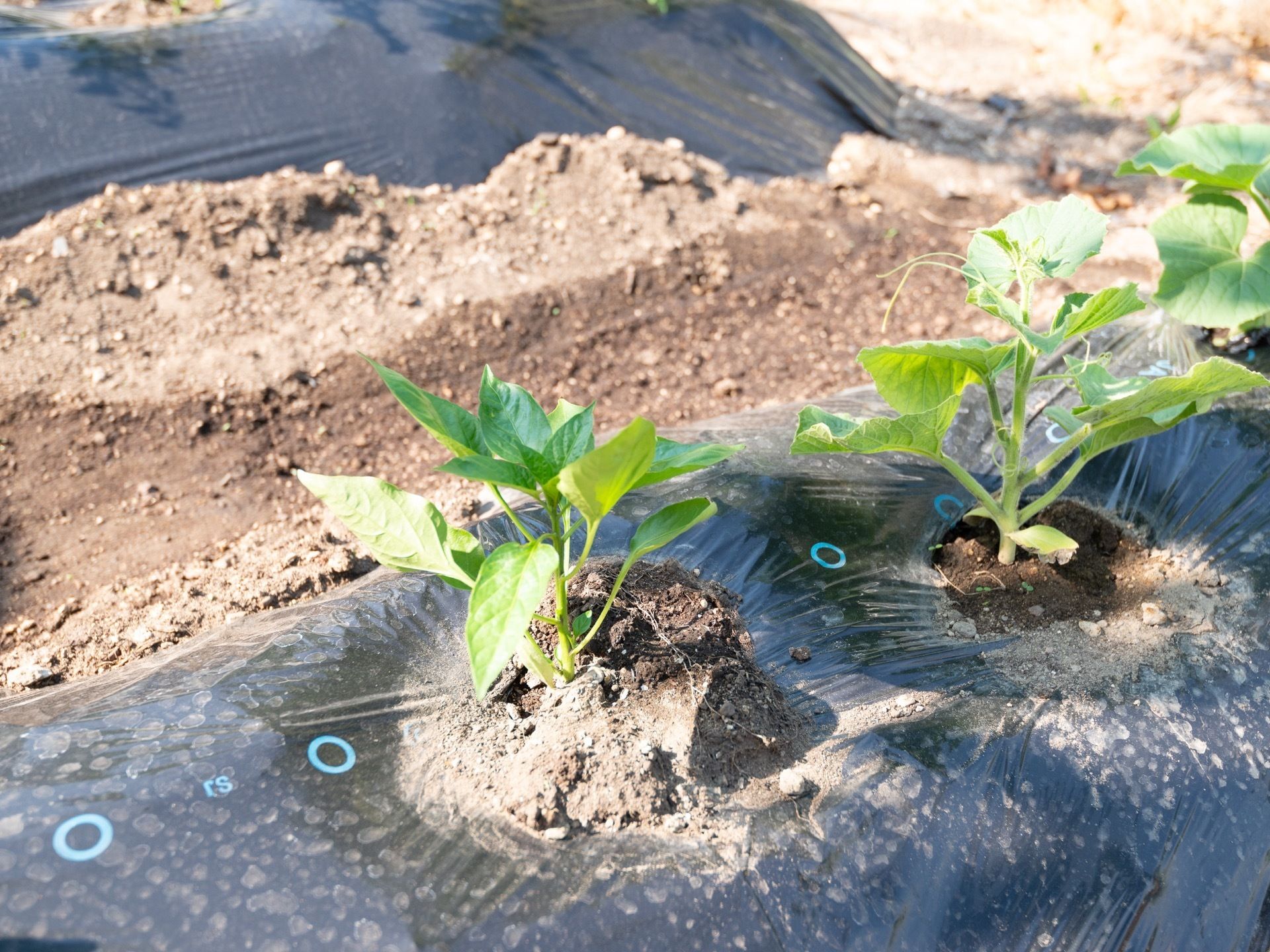 敷地内に菜園がある。畝が造られていて、黒いビニールがかぶされている。何枚も葉っぱがついた茎が伸びている。