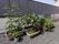 植物などが植えられている鉢植え