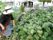 庭での野菜収穫作業