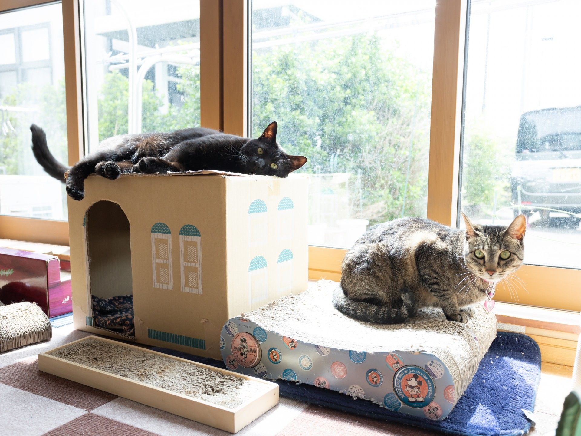 猫がくつろぐ居心地の良い空間