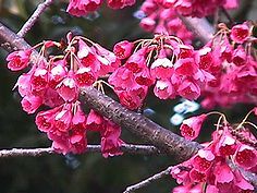 桜が咲く庭園風景