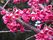 桜の花が咲く風景