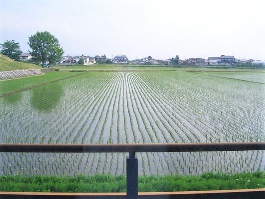 田んぼ