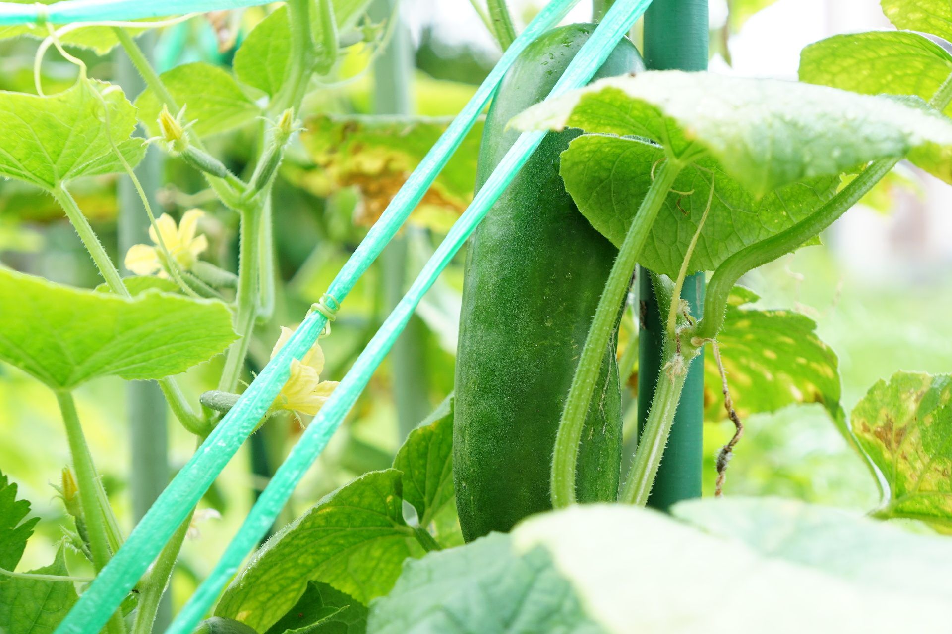 施設の敷地内にある菜園で入居者により育てられている野菜