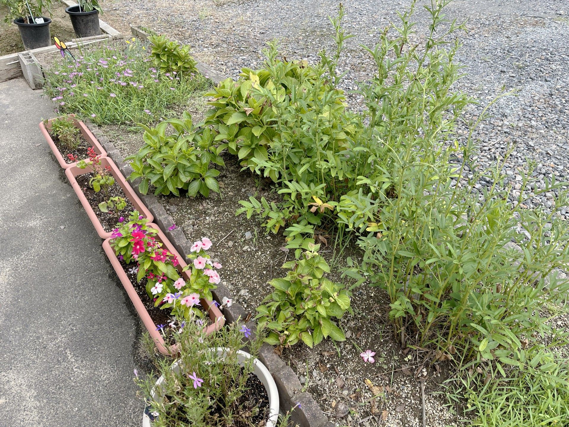 植物が並ぶ屋外スペース