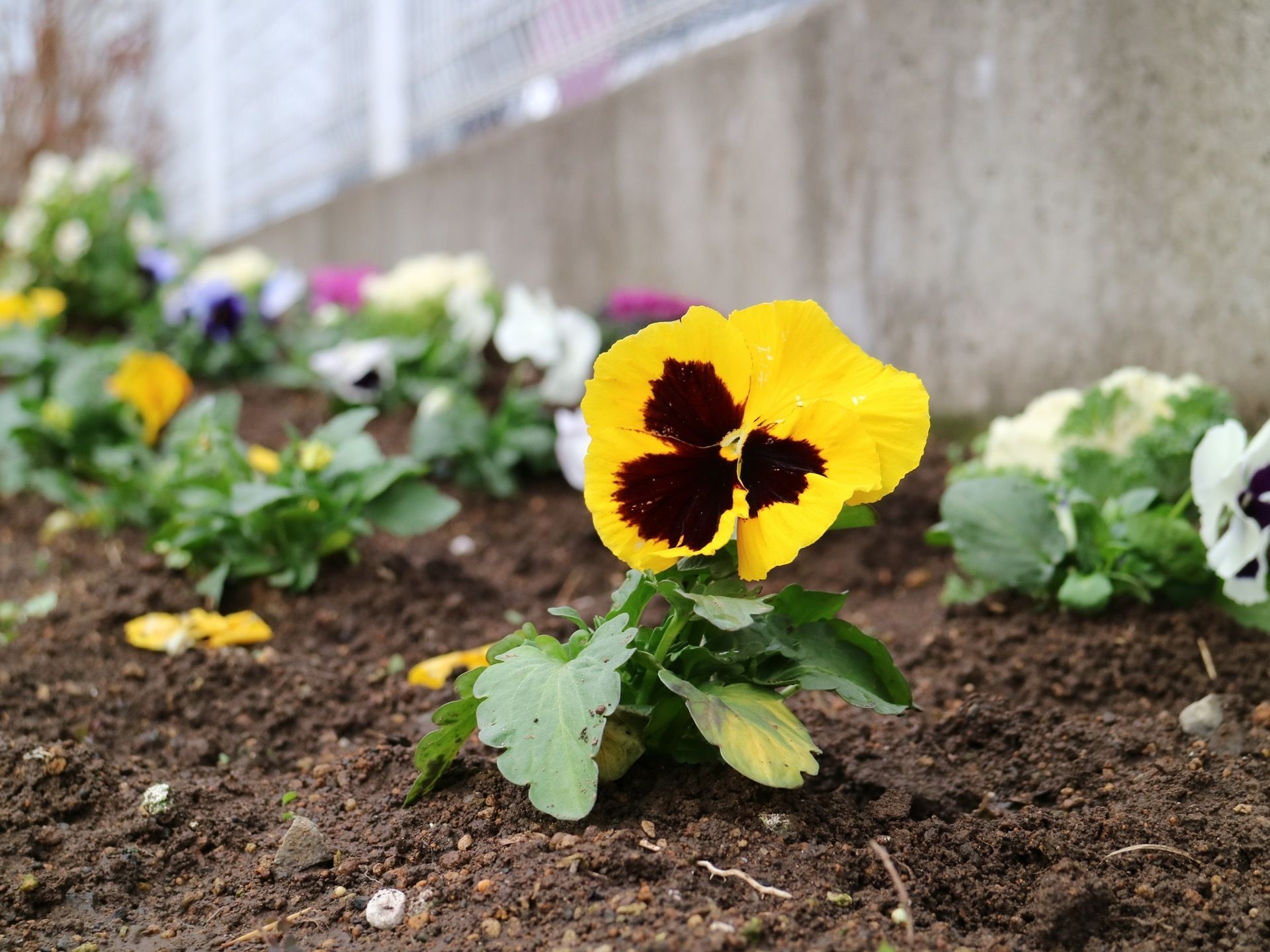 施設には花壇があり、色とりどりのパンジーが数多く植えられている。外出時などに花を眺めて成長を楽しむことができる。
