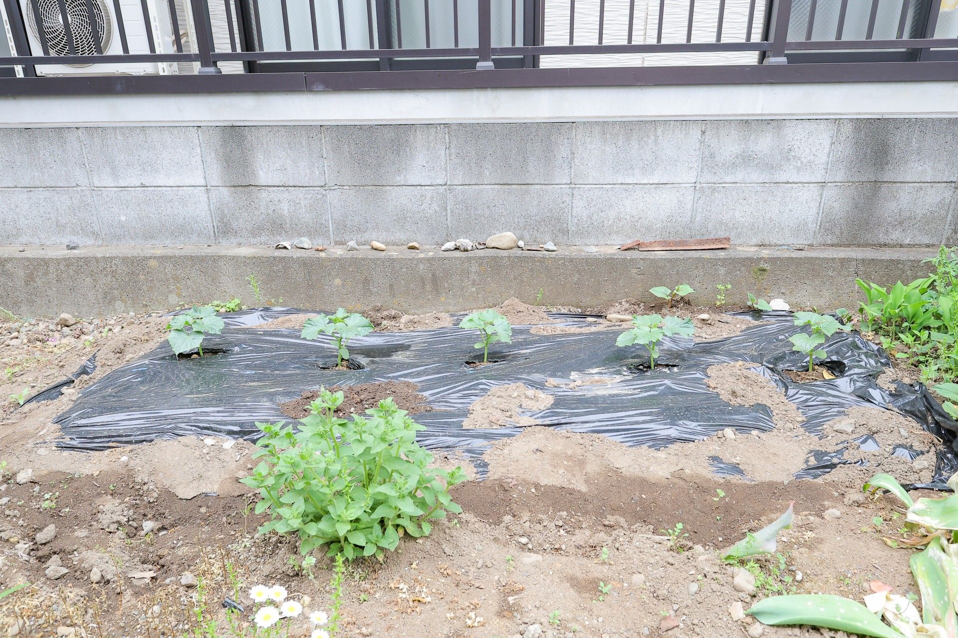 手入れされた小さな畑