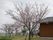 桜の木が何本も植えられた庭。右側にはブラウンの外壁の建物があり、どの木にも桜の花がきれいに咲いている。