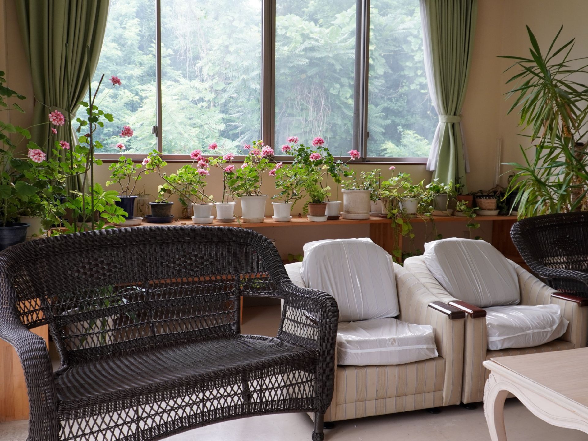 壁際に植物が並べられた部屋に置いてある椅子