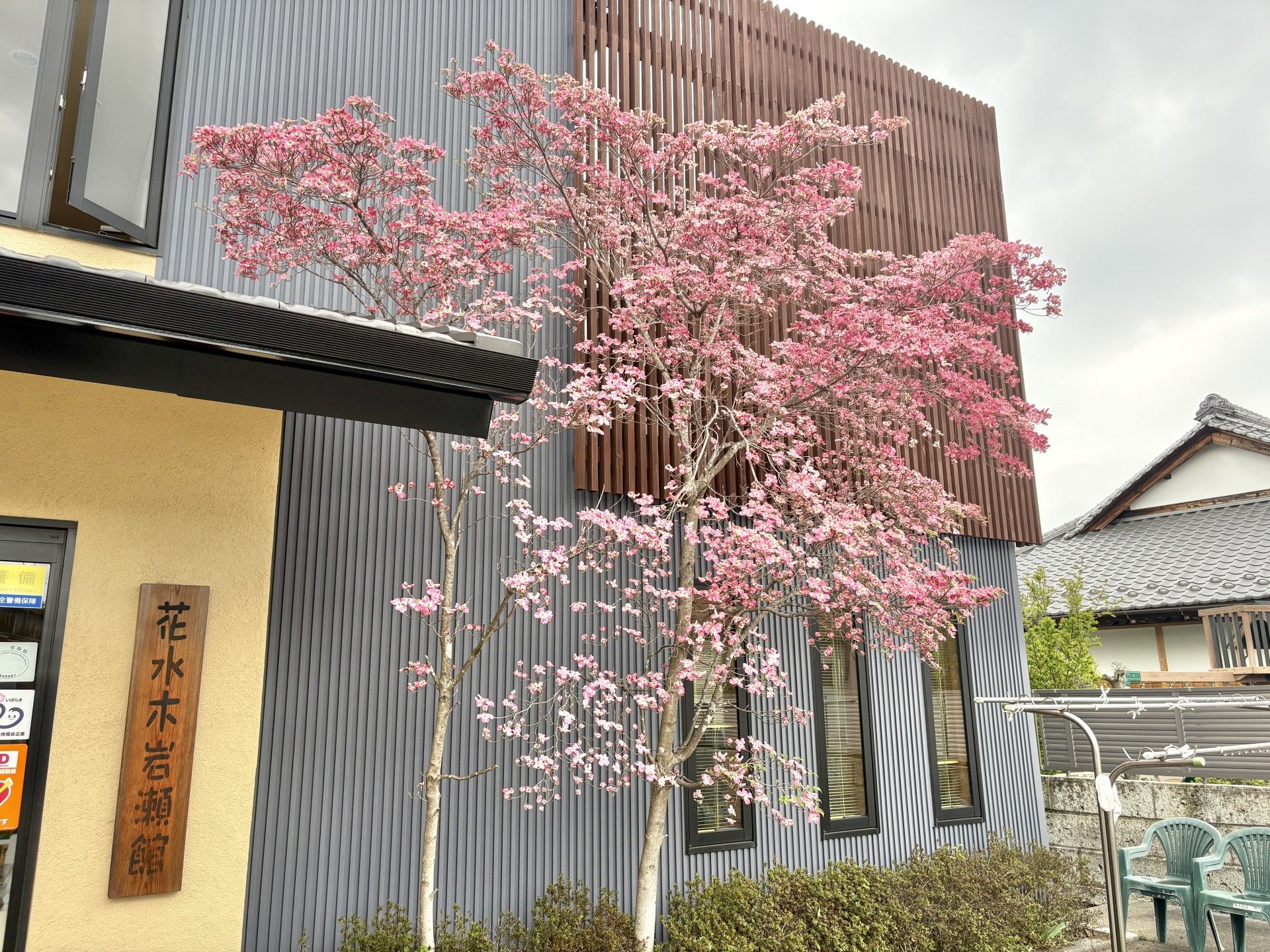 満開の桜が咲く外観