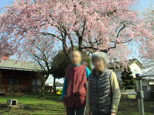 桜の下での交流