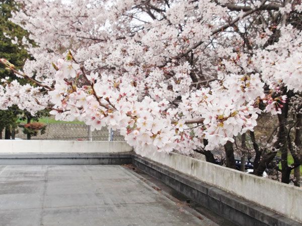桜が咲く屋外スペース