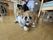 犬と過ごす楽しい時間